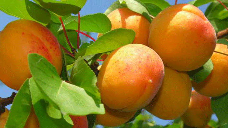 ( Diyatomlu Böcek Toprağı ) Zeytin Üzüm Mandalina Nar Meyve Sebze ve Yeşilliklerin Üzerine Su Pompası İle Sulu yada Toz Halı ile Ürünümüz Serpilince Kurt Böcek Küf Ve Haşereleri Yok Eder.