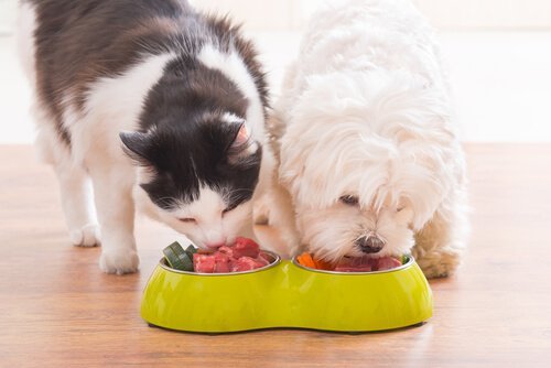 Kedi Köpek Tavuk Küçük Büyük Baş ve Diğer Hayvanların Yem ve Suyuna Katılan Saf Diatom Toprağı.