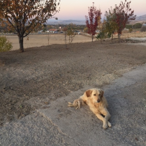 ( Diyatomlu Bit Pire Toprağı  Doğal Bir Kildir ) İlaç Değil. Tedavi Amaçlı Kullanılmaz.