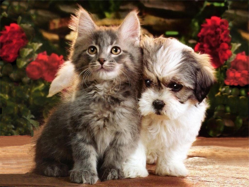 Veterinerlik ( Diatomit ) Kedi Köpek Büyük ve Küçük Baş Kanatlı Kanatsız Kuş ve diğer Hayvanlarda oluşan Bit Pire Kene Tahtakurusu Kurt Yara Nem ve Koku İçin Mikronize Edilmiş Türk Diatom Toprağı Kullanılmakta.