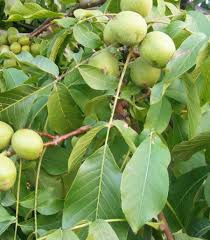 ( Diyatomlu Böcek Bit Tırtıl Sinek Kurt Küf Toprağı ) Ceviz Zeytin Üzüm Mandalina Nar Kaysı Elma Erik Kiraz Meyve Sebze ve Yeşilliklerin Üzerine On Günde Bir Sefer Toplam Üç Sefer Sulu yada Toz Halı ile Ürünümüz Serpilince Kurt Böcek Küf Tırtıl Sinek ve