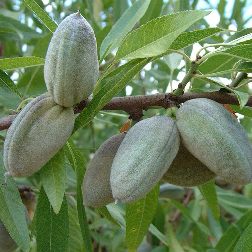 ( Diyatomlu Badem Zeytin Ceviz ve Diğer Bitkilerin Böcek Toprağı ) Kurt Tırtıl Sinek Küf Bit Küf Örümcek Mantar ve Benzerlerini Badem Zeytin Ceviz Üzüm Elma Armut ve Benzer Sebze ve Meyvelerin Üstünde Oluşmadına İzin Vermez Haşereleri Engeler.