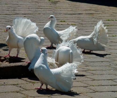 Kedi Köpek Tavuk Kuş Güvercin ve Bütün Hayvanlarda  Bit Pire İçin Kulanılır